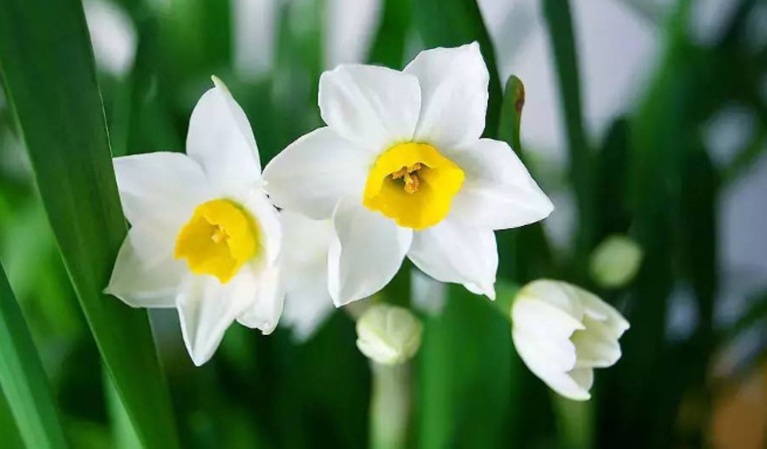 Nguồn gốc c&acirc;y Hoa Thủy Ti&ecirc;n